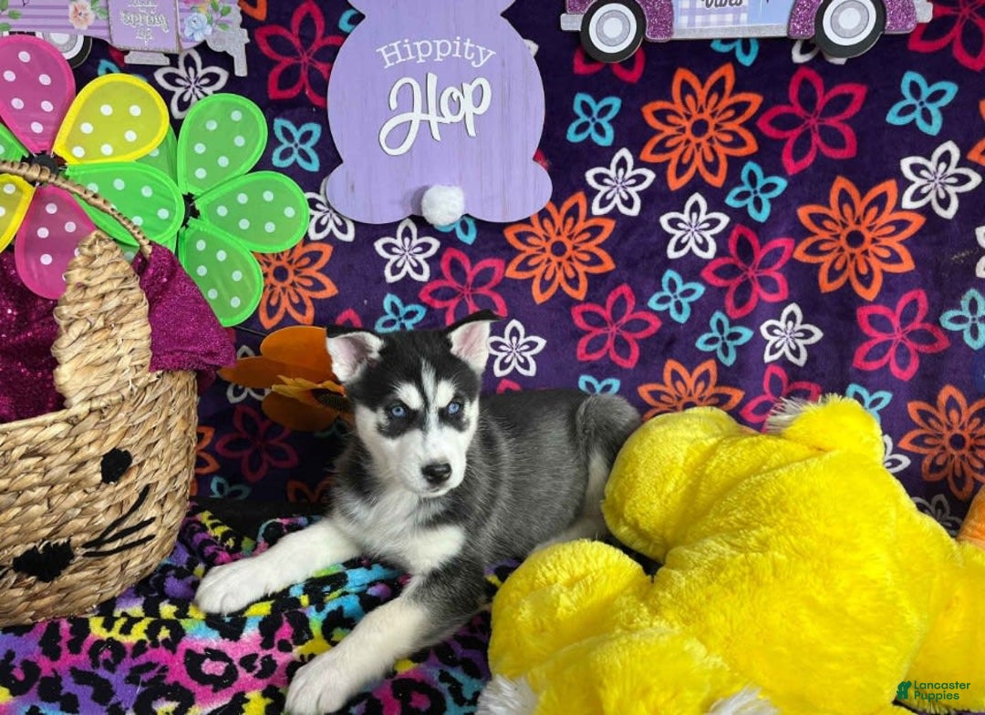 Siberian Husky dogs for sale: Duke - Image 5