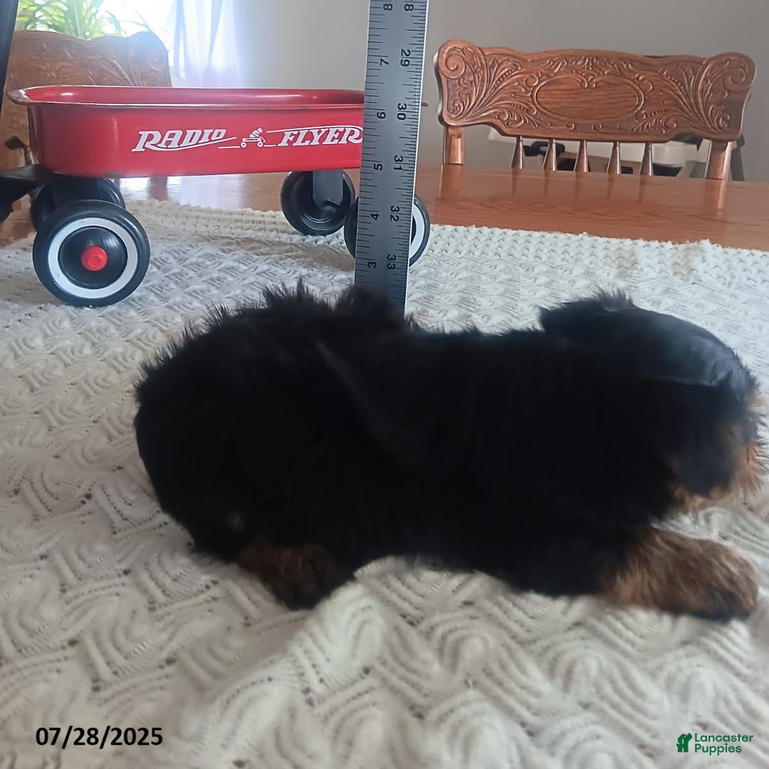 Yorkshire Terrier dogs for sale: Tippy - Image 4