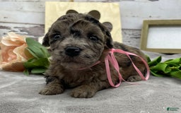 Miniature Poodle dogs for sale: Tori - Image 6