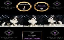 Cavapoo dogs for sale: Ash - Image 2