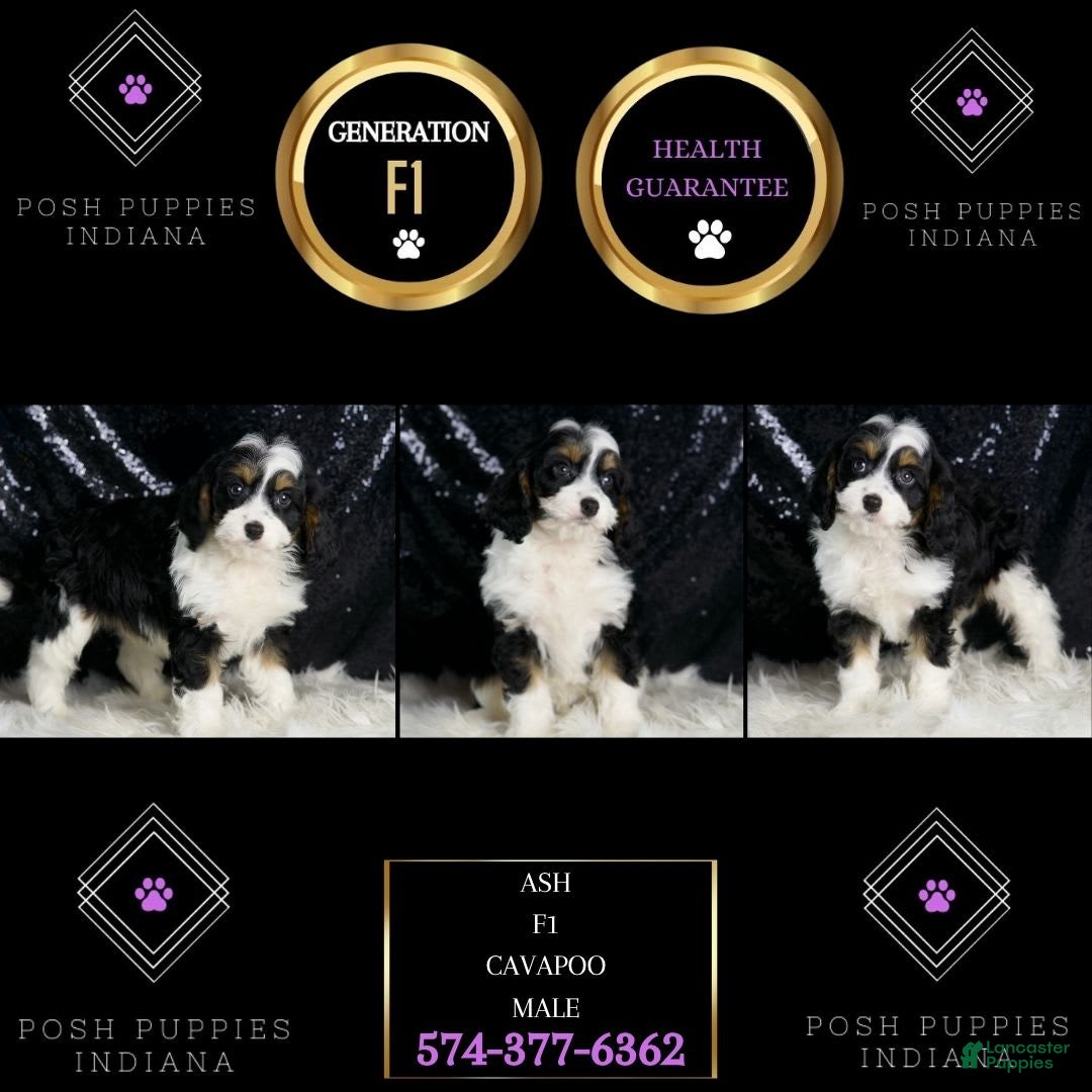 Cavapoo dogs for sale: Ash - Image 2