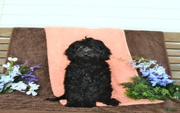 Miniature Poodle dogs for sale: Opal - Image 2