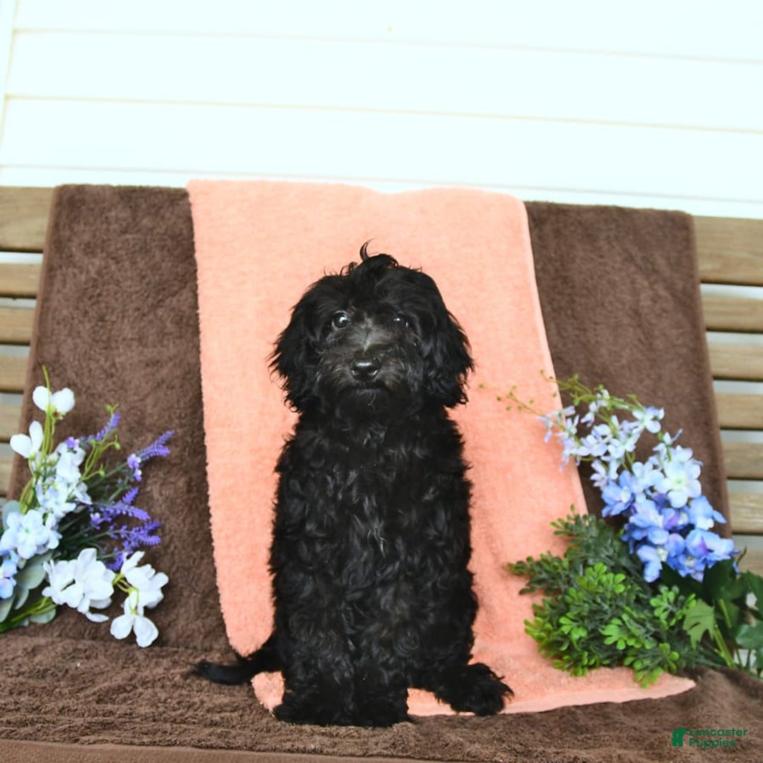 Miniature Poodle dogs for sale: Opal - Image 2