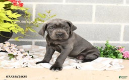 Cane Corso dogs for sale: Indie - Image 7