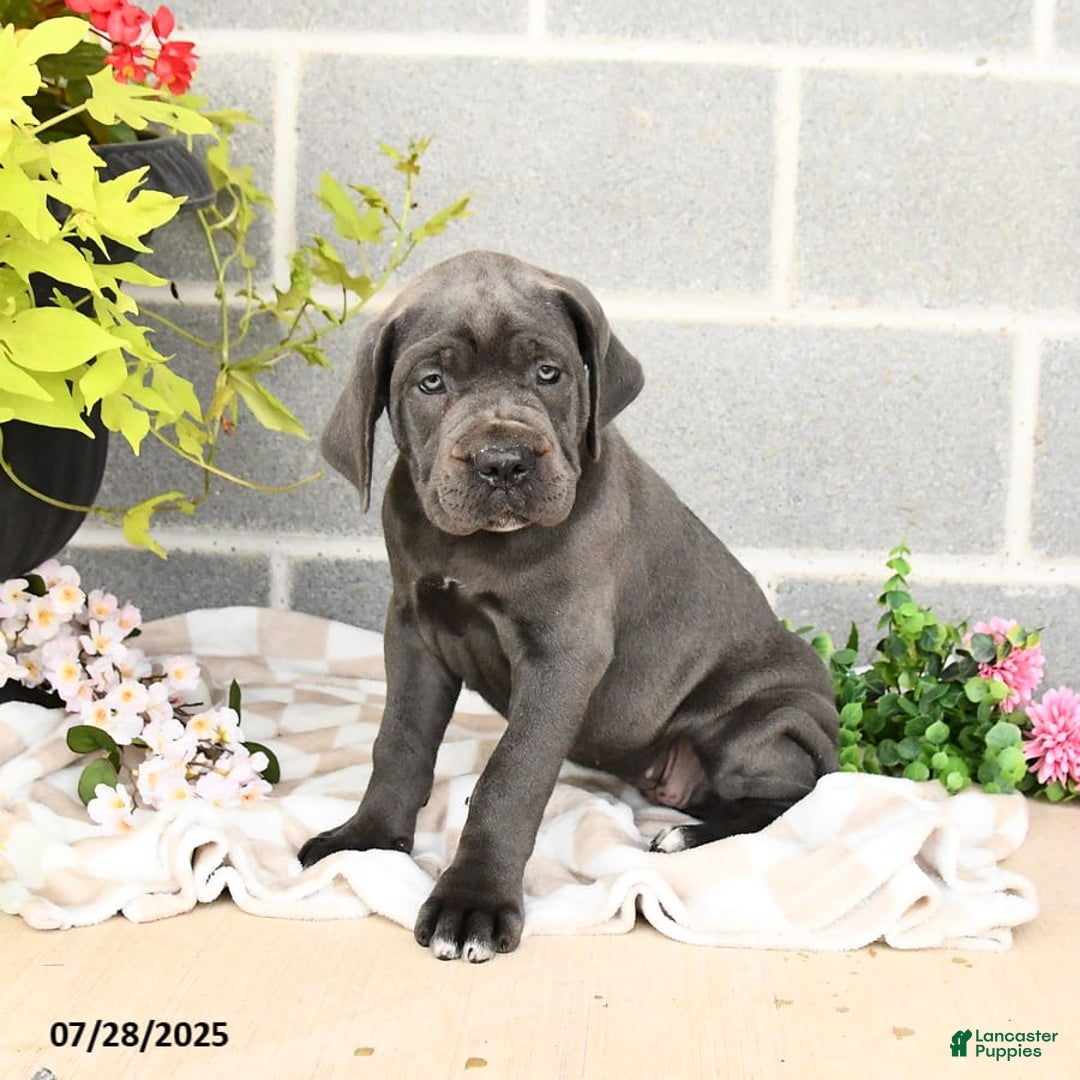 Cane Corso dogs for sale: Indie - Image 7