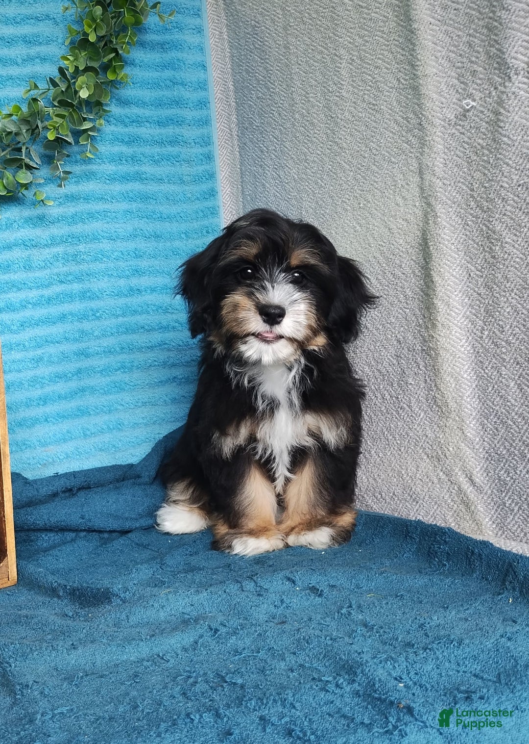 Havanese dogs for sale: Tucker - Image 2