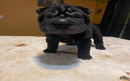 Shar Pei dogs for sale: Armani Squishy-face - Image 18