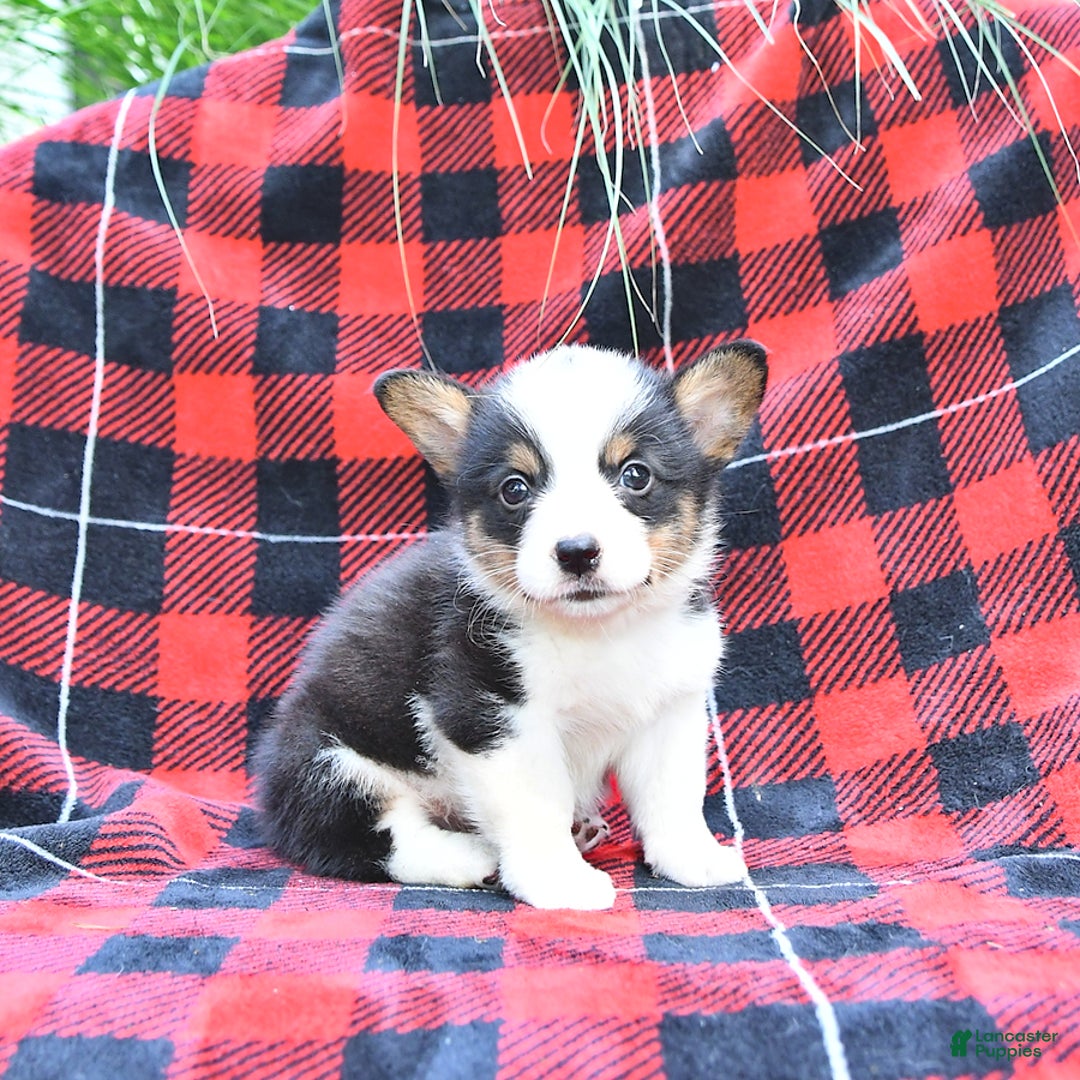 Welsh Corgi Pembroke dogs for sale: Shane - Image 5