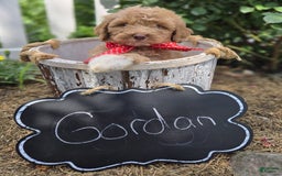 Bernedoodle dogs for sale: Gordan - Image 1