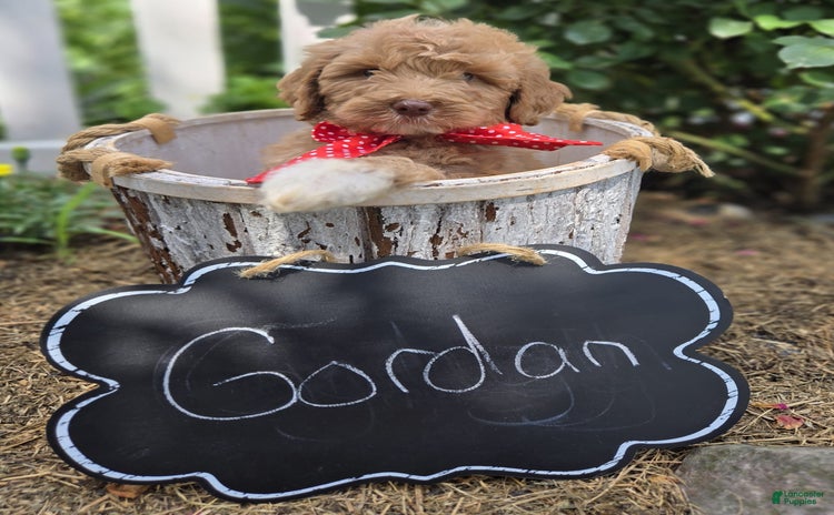 Bernedoodle dogs for sale - Ad 2