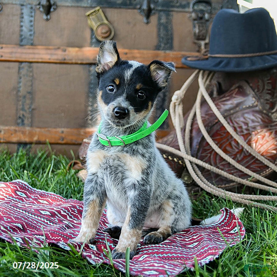 Australian Cattle Dog dogs for sale: Carla - Image 5