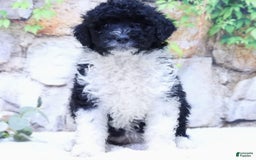 Portuguese Water Dog dogs for sale: Dahlia - Image 4
