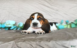 Basset Hound dogs for sale: Sophie - Image 5