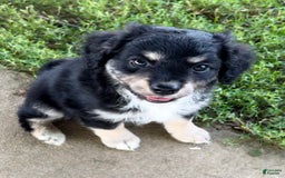Mini Aussiedoodle dogs for sale: Baxter - Image 3