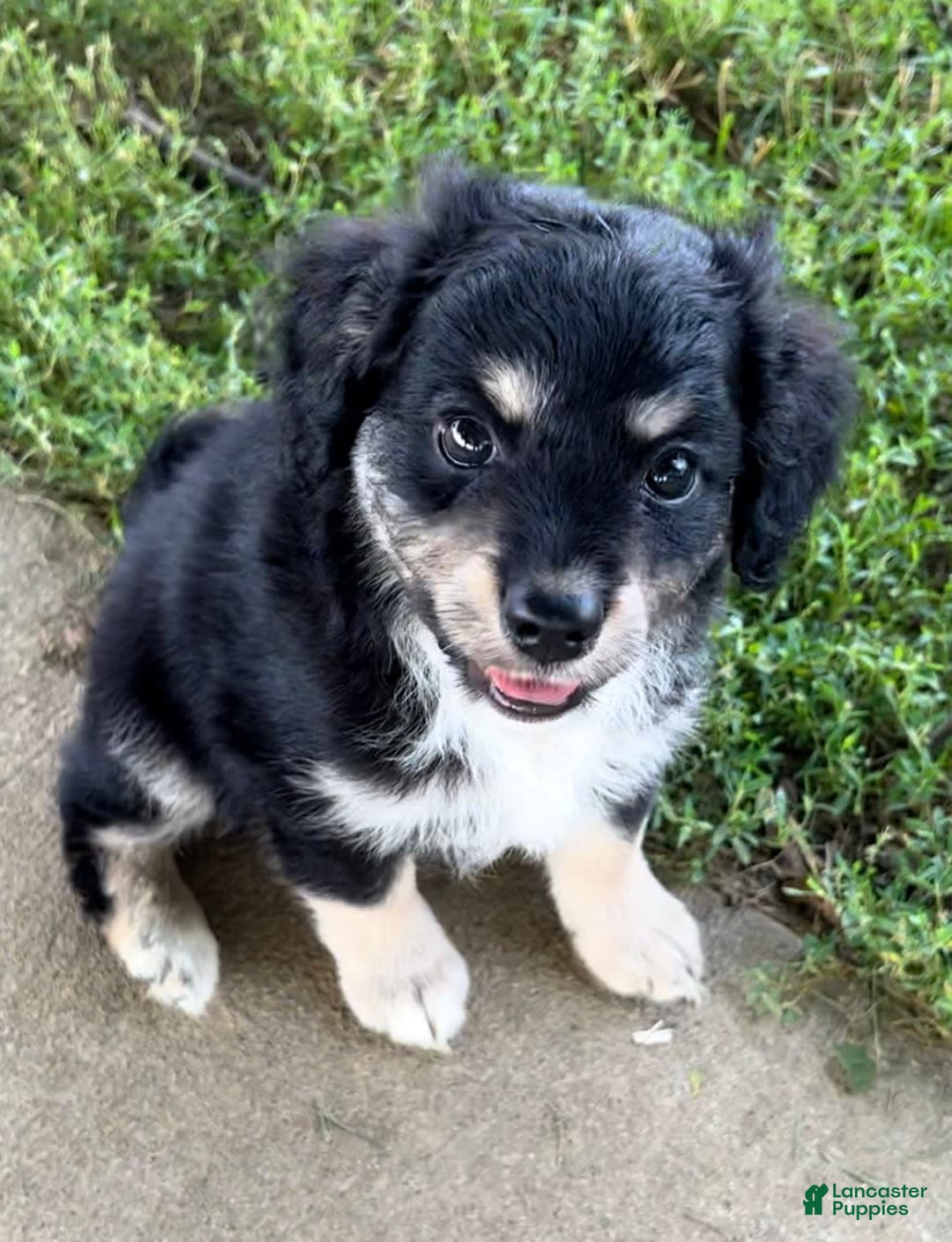 Mini Aussiedoodle dogs for sale: Baxter - Image 3