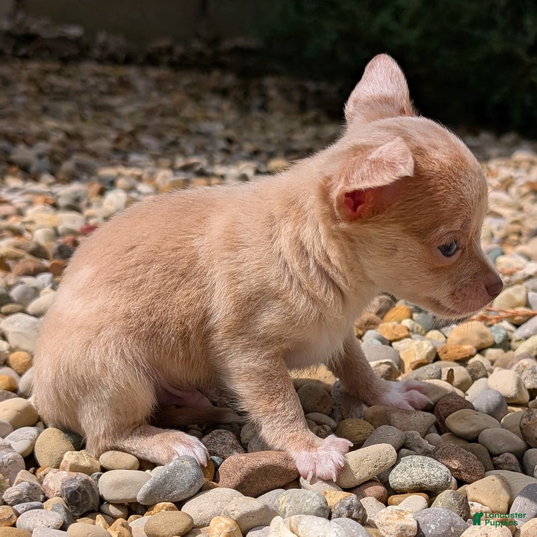 Chihuahua dogs for sale: Chihuahua 5 puppies - Image 7