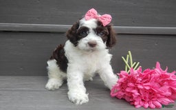Cockapoo dogs for sale: Bella - Image 3