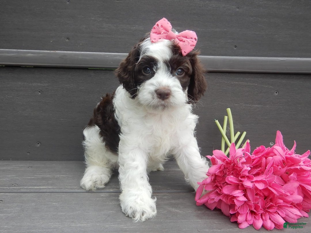 Cockapoo dogs for sale: Bella - Image 3