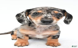 Miniature Dachshund dogs for sale: Jill - Image 2