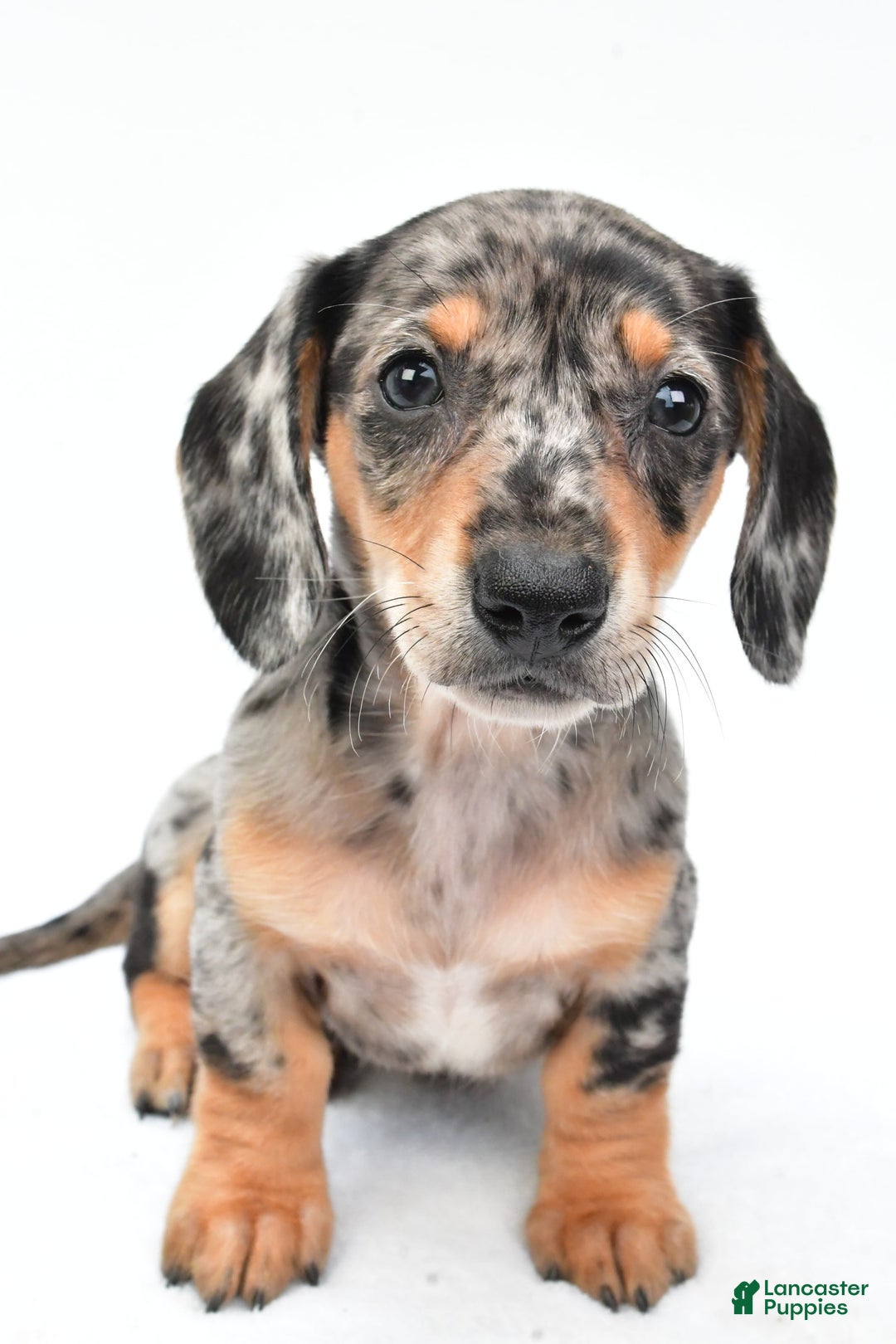 Miniature Dachshund dogs for sale: Jill - Image 2