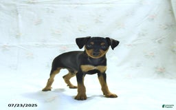 Miniature Pinscher dogs for sale: Iggy - Image 1