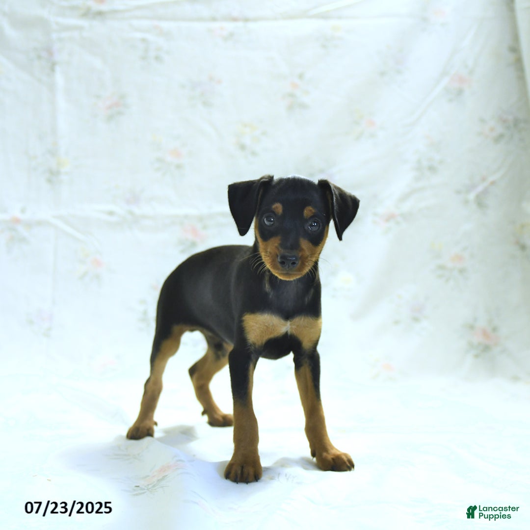 Miniature Pinscher dogs for sale: Iggy - Image 1