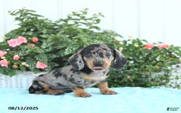 Miniature Dachshund dogs for sale: Nash - Image 1