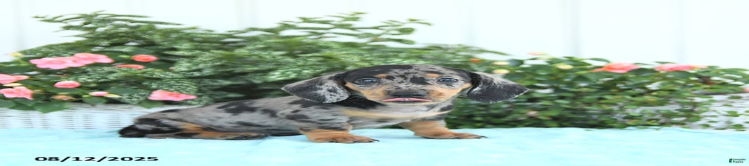 Nash