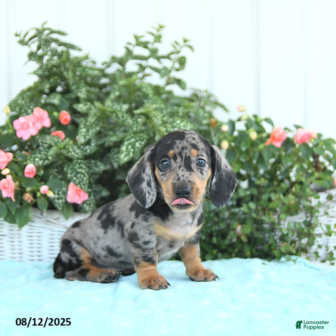 Miniature Dachshund dogs for sale: Nash - Image 1