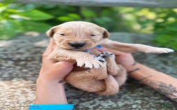 Golden Retriever dogs for sale: Spruce - Image 14