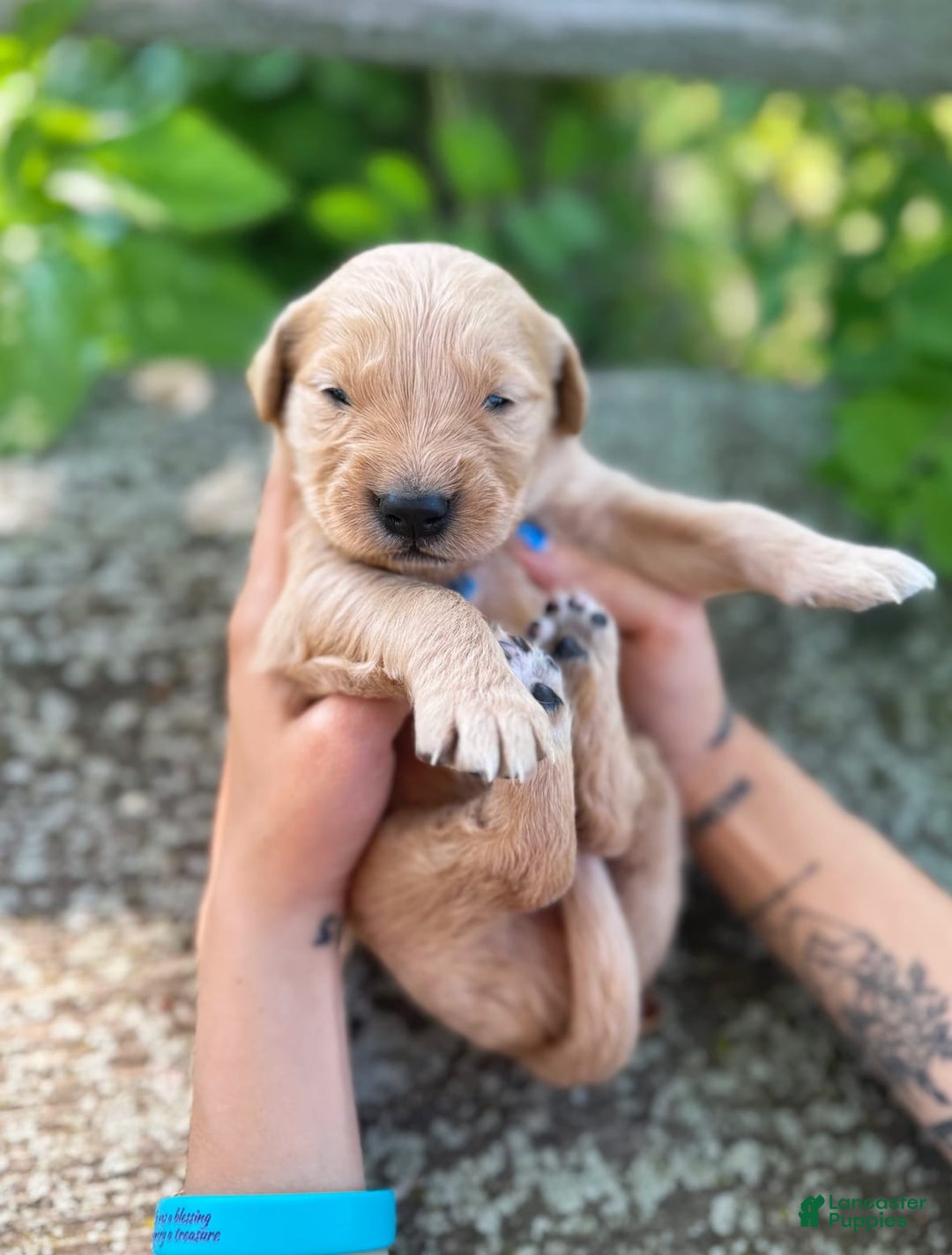 Golden Retriever dogs for sale: Spruce - Image 14
