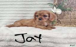 Cavalier King Charles Spaniel dogs for sale: Jay - Image 9
