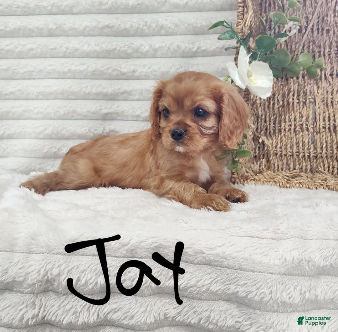 Cavalier King Charles Spaniel dogs for sale: Jay - Image 9