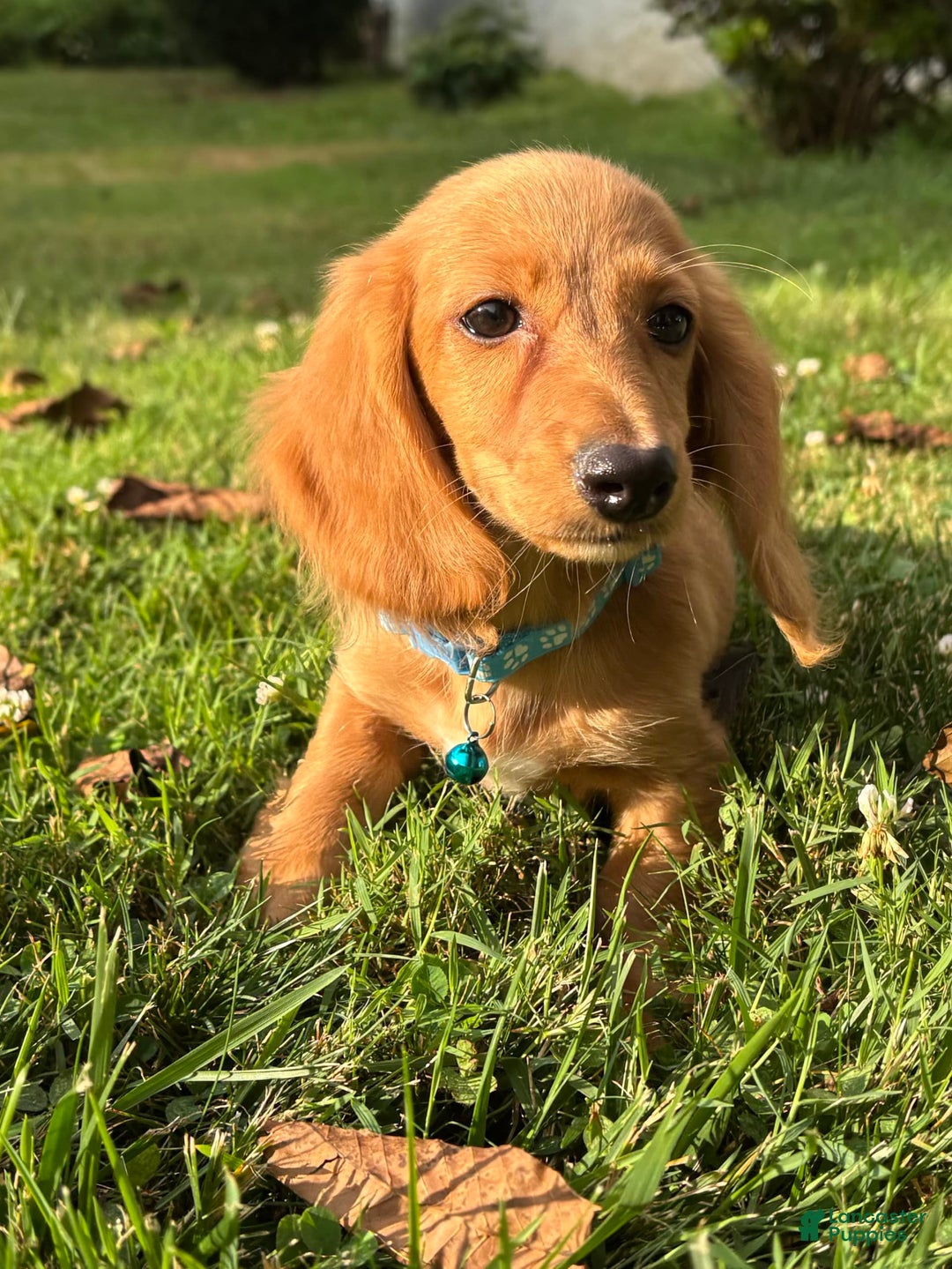 Miniature Dachshund dogs for sale: Beans - Image 3