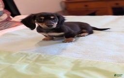 Miniature Dachshund dogs for sale: Romeo - Image 1