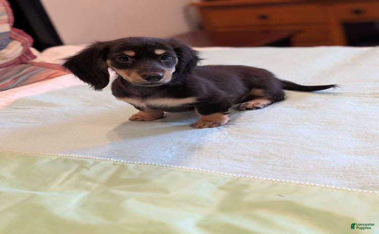 Miniature Dachshund dogs for sale - Ad 3