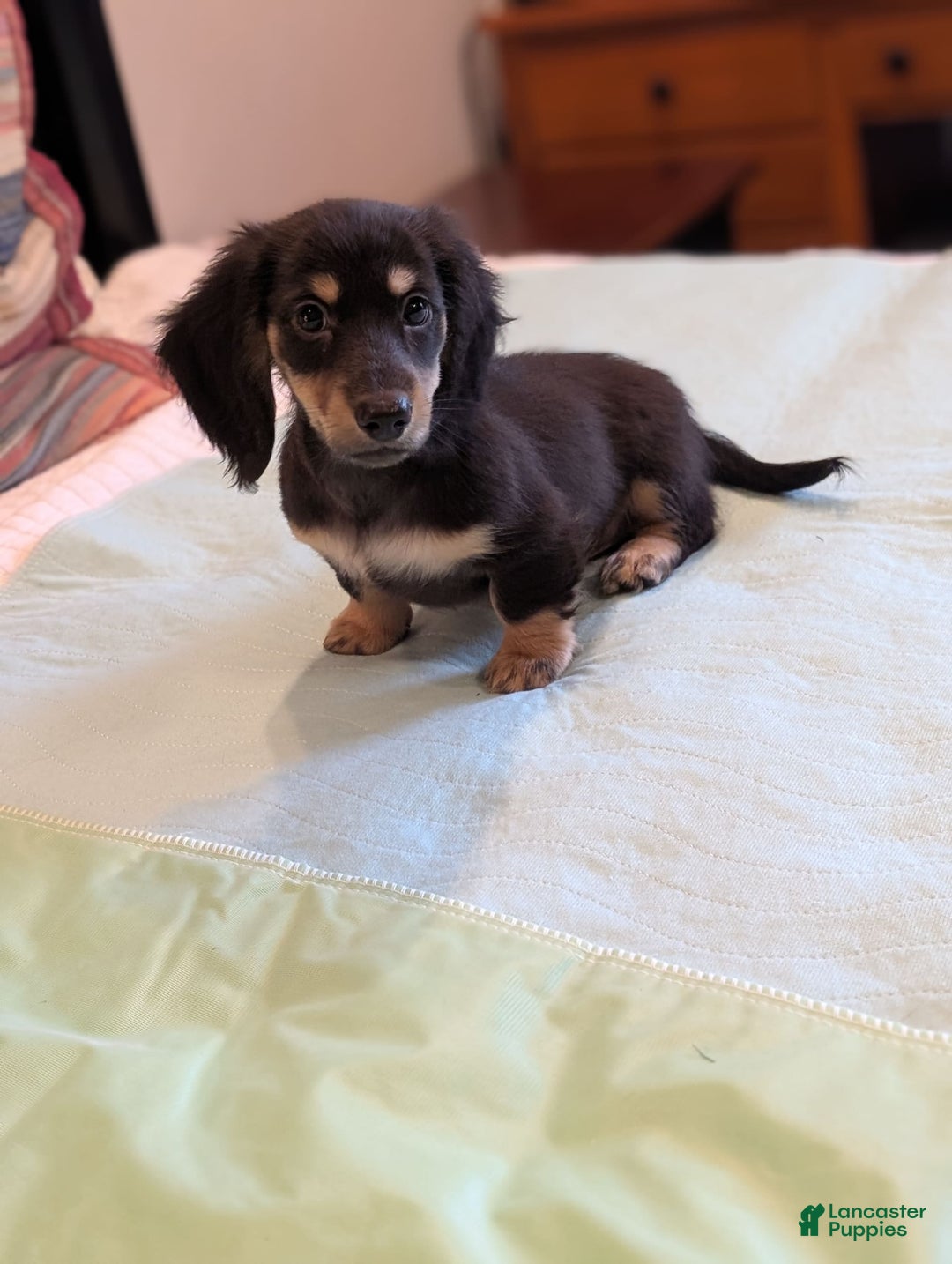 Miniature Dachshund dogs for sale: Romeo - Image 1