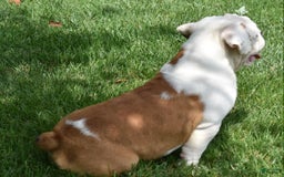 Beabull dogs for sale: Tessa - Image 10