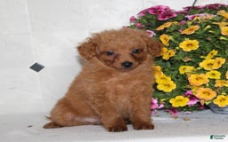 Sheltiedoodle dogs for sale: Charlie - Image 3
