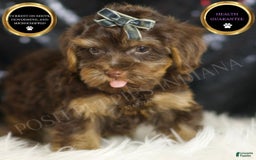 Yorkiepoo dogs for sale: Bugatti - Image 1