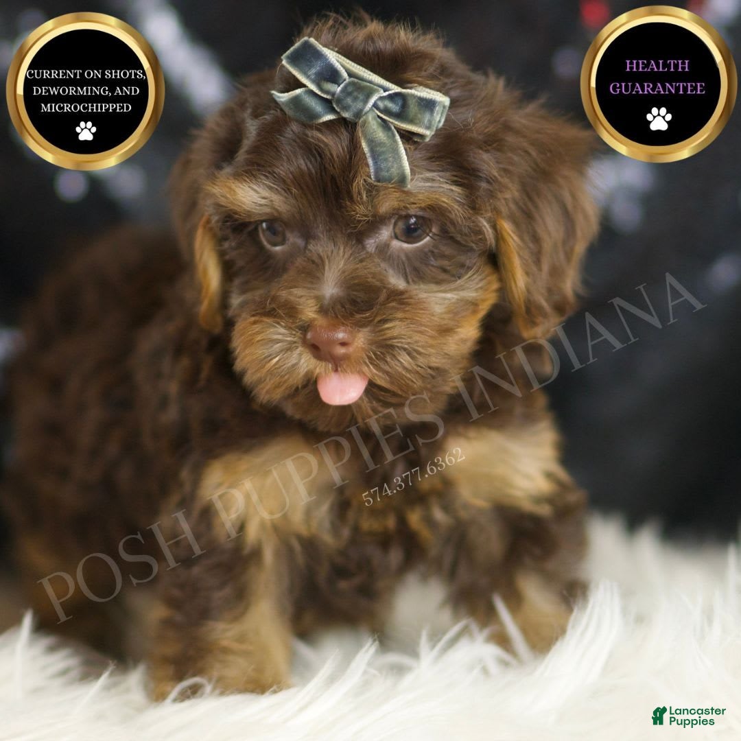 Yorkiepoo dogs for sale: Bugatti - Image 1