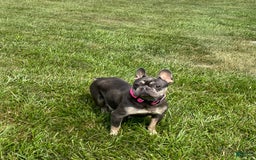 French Bulldog dogs for sale: Olive - Image 11