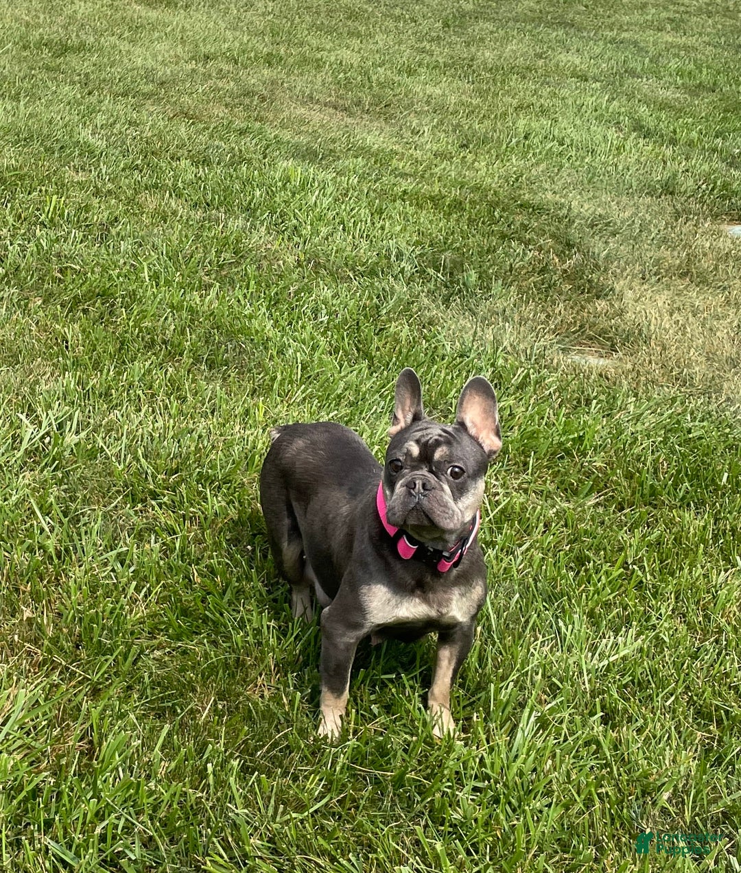 French Bulldog dogs for sale: Olive - Image 11