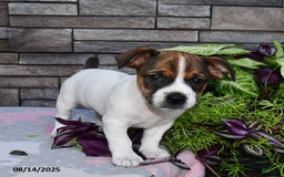 Jack Russell Terrier dogs for sale: Tony - Image 2
