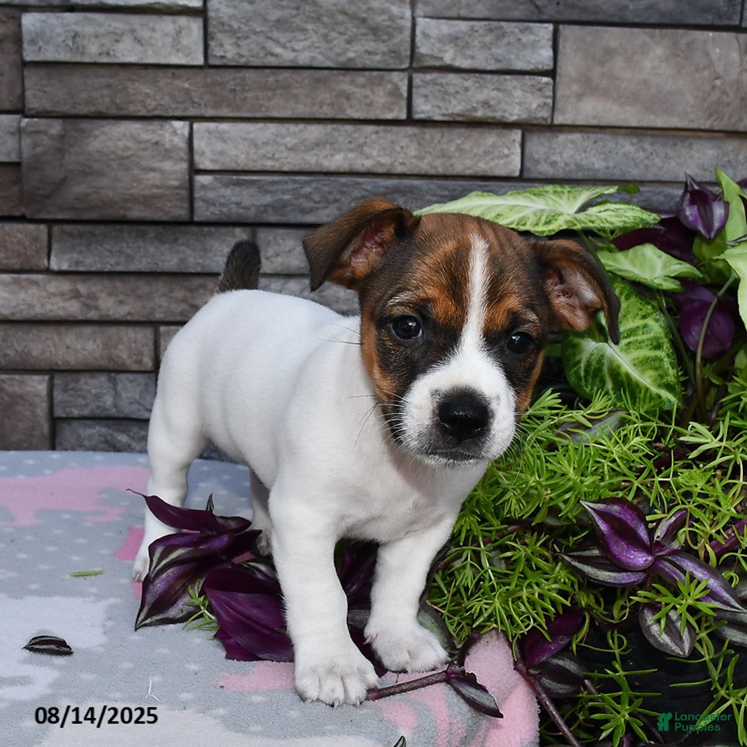 Jack Russell Terrier dogs for sale: Tony - Image 2