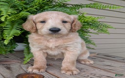 Goldendoodle dogs for sale: Bella - Image 38