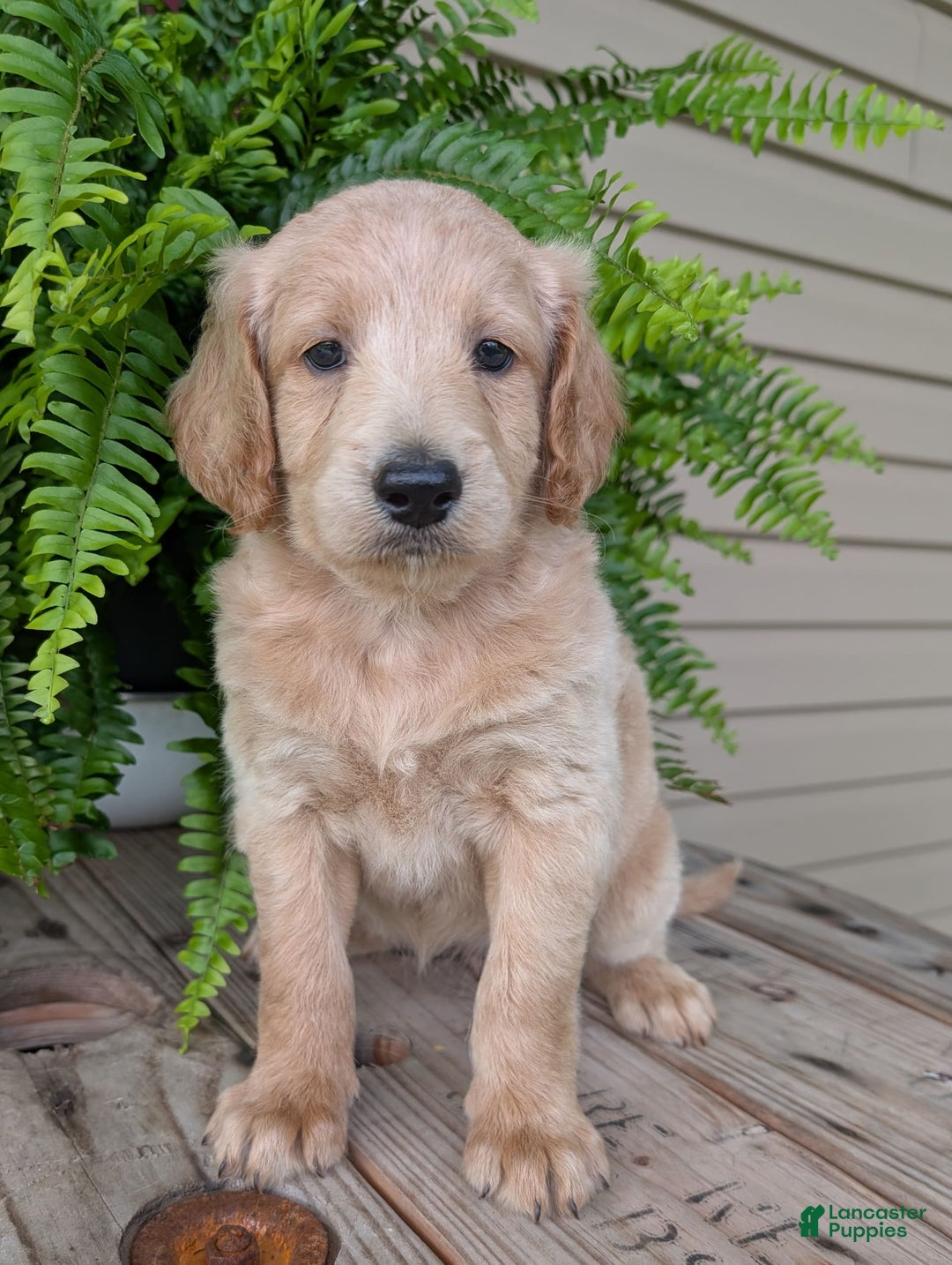 Goldendoodle dogs for sale: Bella - Image 38