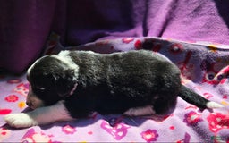 Border Collie dogs for sale: Ellie - Image 12