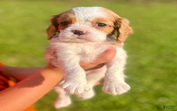 Cavalier King Charles Spaniel dogs for sale: Thomas - Image 4