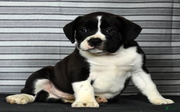 Beabull dogs for sale: Aaron - Image 8